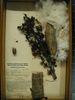 historical herbarium sample